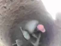 Ê Desgraça De Buraco Fedorento inteiramente inteiro