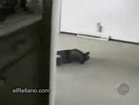 Engraçado - bebê ator