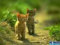 Os animais mais fofos do planeta