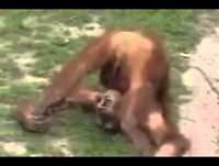 os melhores videos de animais engraçados 2013