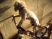 Videos engraçado de animais cachorro andando de bicicleta até que capota