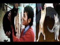 Videos engraçados - Os videos mais engraçados 2014 Gatos Michael Jackson Animais engraçados 2014