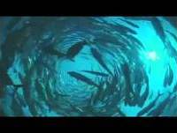 Bolero de Ravel- David Movie