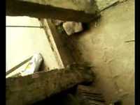 É para Chorar De Rir