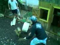 Muito ENGRAÇADO!!! A revanche da galinha..