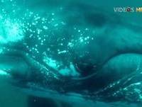 Mergulhador se Apavora Com Baleia e é Acertado - Vídeos HD 2013