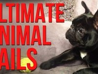 Ultimate Animal Fails || FailArmy