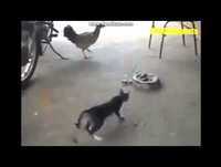 Whatsapp Videos Engraçados A Curiosidade Quase Matou o Gato Videos Engraçados 2014