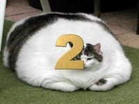 Os gatos de Estimação mais engraçados da internet 2