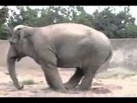 Top 15 Animais Engraçados da Net