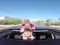 Caretas engraçadas - funny faces