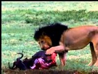 Domingão Aventura - Animais selvagens - 03 10 10 - Parte 1