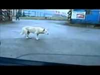 Os  Animais mais Engraçados da Internet