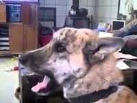 Videos Divertidos para rir e alegrar!