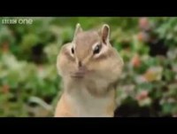 Animais falantes engraçados