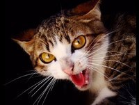 gatos engraçados animais engraçados gatinhos engraçados gatos mais engraçados gatos miando