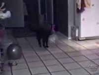 Gatos Malucos - Muito engraçado