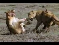 Varios ataques de Animais Selvagens