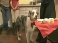 Animais dramáticos  Tente não rir