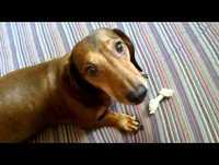 BOBBY BANHO NÃO EM CONVERSAS COTIDIANAS