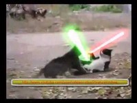 Gato Jedi vs gato Sith