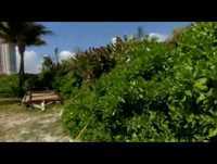 Jackass (The Movie) O Filme - Trailer