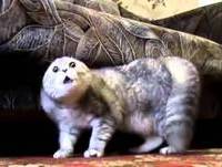 Morra De Rir Com Animais Engraçados Parte 2