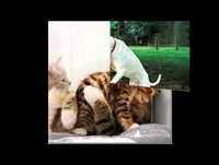 Animais + cómicos e populares da internet