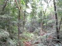 Tree Frog Ohio's Longest Zip Line