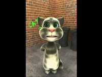 El Gato tom