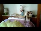 Fred, the crazy cat, answering the phone - Gato atendendo o telefone