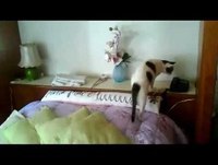 Fred, the crazy cat, answering the phone - Gato atendendo o telefone