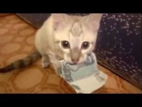 Gatinho ladrao rouba dinheiro de seu dono - Animais engraçados - Funny Cats