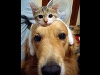 Os 15 Animais mais engraçados da internet  2013