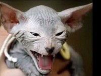 Video - Gatos Bizarros Em (HD)