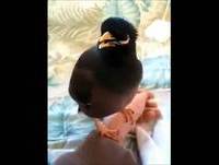 Videos Engraçados De  Animais  ( Funny Videos Of Animals )