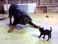 Gatinho enfrentando o cão bravo | Videos engraçados para rir