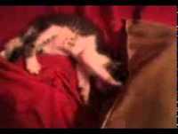 Vídeo Engraçado - Gatinho Fofo