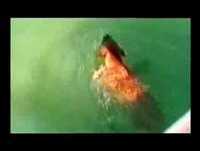 Dog Attack Shark