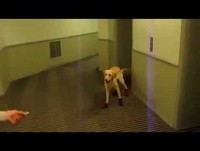 Cachorro Correndo de Tênis. Engraçado!!!