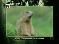E Se Os Animais Falassem , Como Seria?