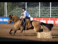 o mouro e o freio de ouro