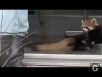 Top 5: Animais mais engraçados