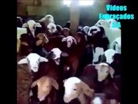 Videos Engraçados de 2014 Novembro Whatsapp Videos cacetadas Os Melhores Videos engraçados 2014