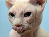 Cães curiosos fotos e fatos