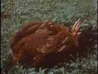 Galo Com Cabeça Cortada Correndo e Pulando