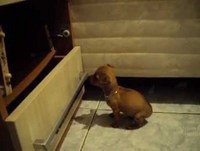 Bebe pincher aranha escalando.(video engraçado)