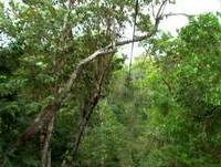 Zip line and fly over the jungle