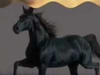 Franco Battiato- Il cammino interminabile