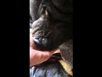 Mr. Bean's Last Meal!